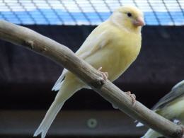 Kanarienvogel