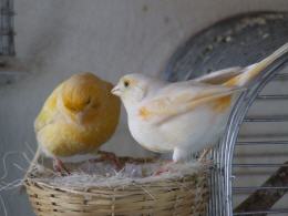 Kanarienvogel