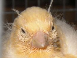 Kanarienvogel