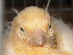 Kanarienvogel0001