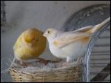 Kanarienvogel