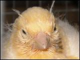 Kanarienvogel